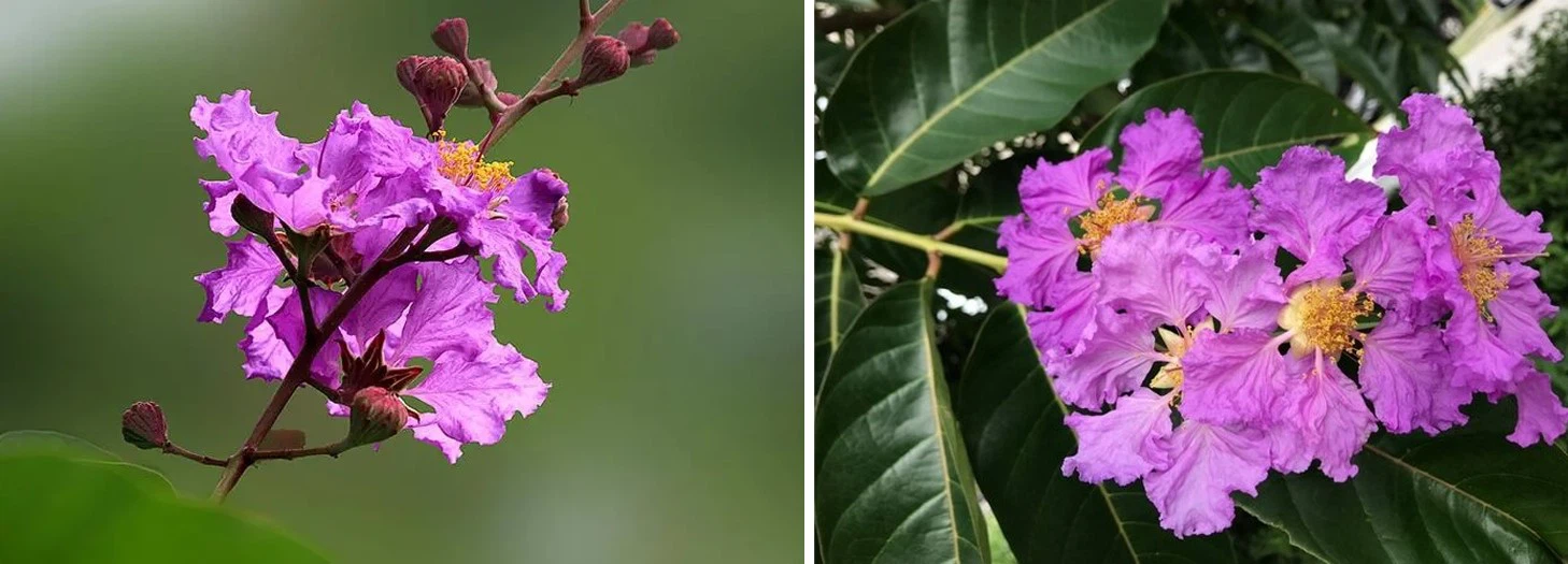 Dahua-Lagerstroemia