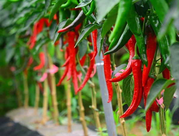 Introduction of plant extract source Introduction of plant extract source