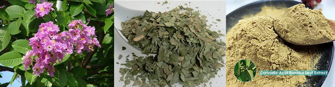Corosolic acid banaba leaf extract Corosolic acid banaba leaf extract