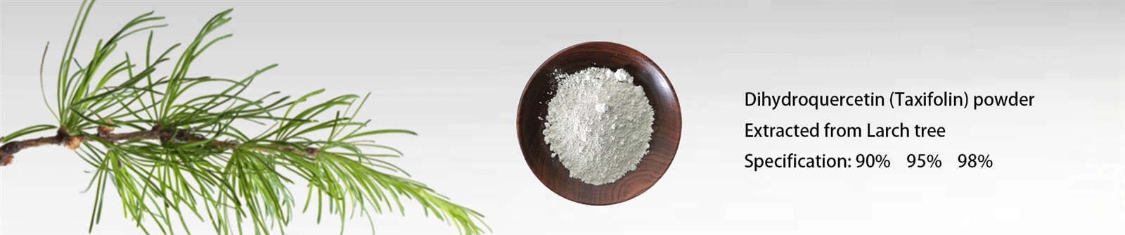 98-Pure-Dihydroquercetin-DHQ-Powder---Russian-Larch-Extract 98-Pure-Dihydroquercetin-DHQ-Powder---Russian-Larch-Extract